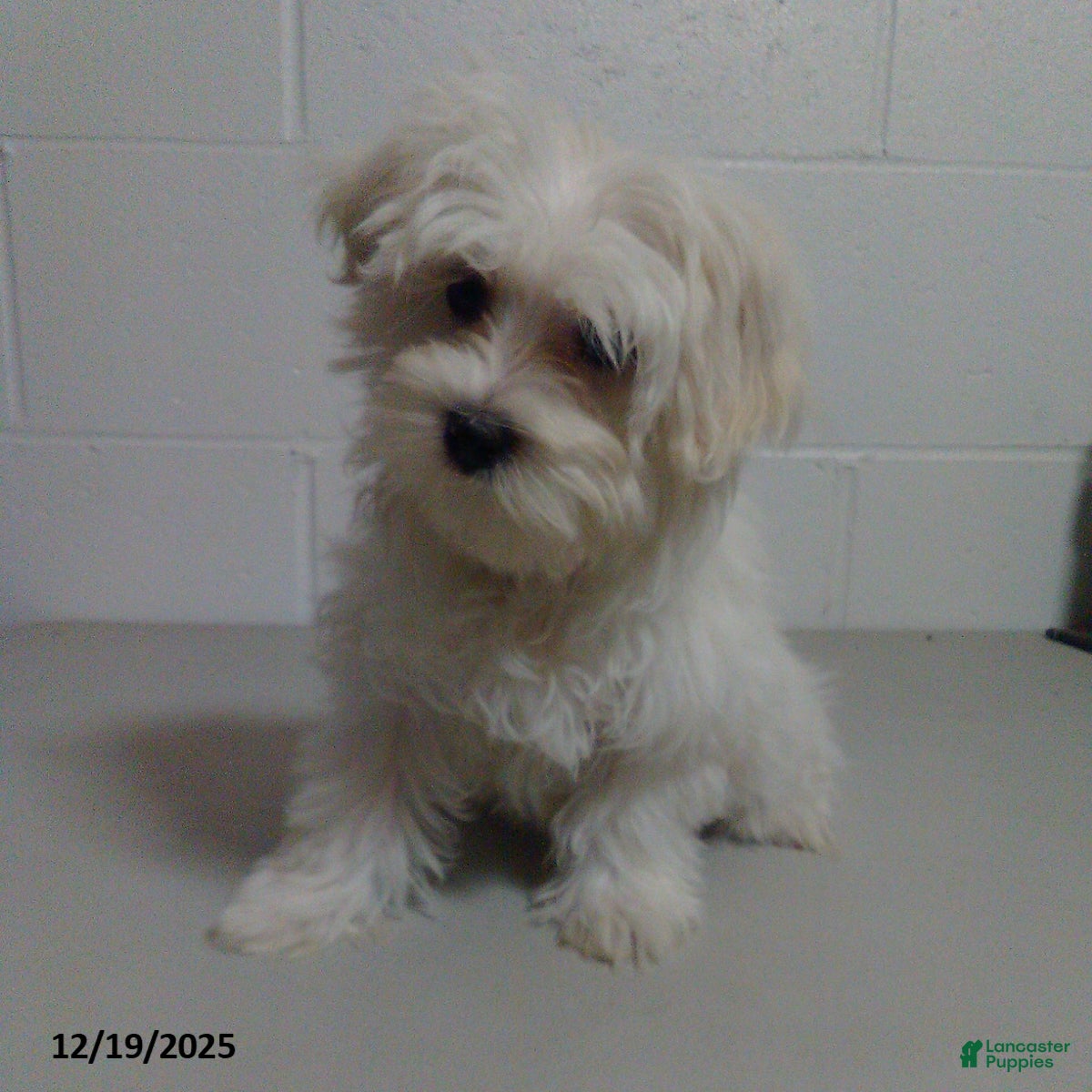 Maltese dogs Casper - Ad 36