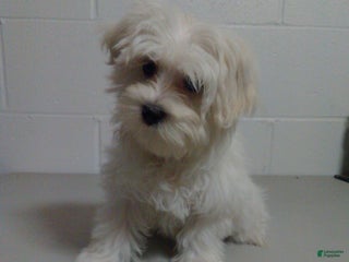 Maltese dogs Casper - Ad 30