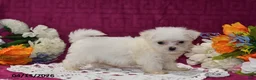 Maltese dogs for sale: Rex - Ad 4