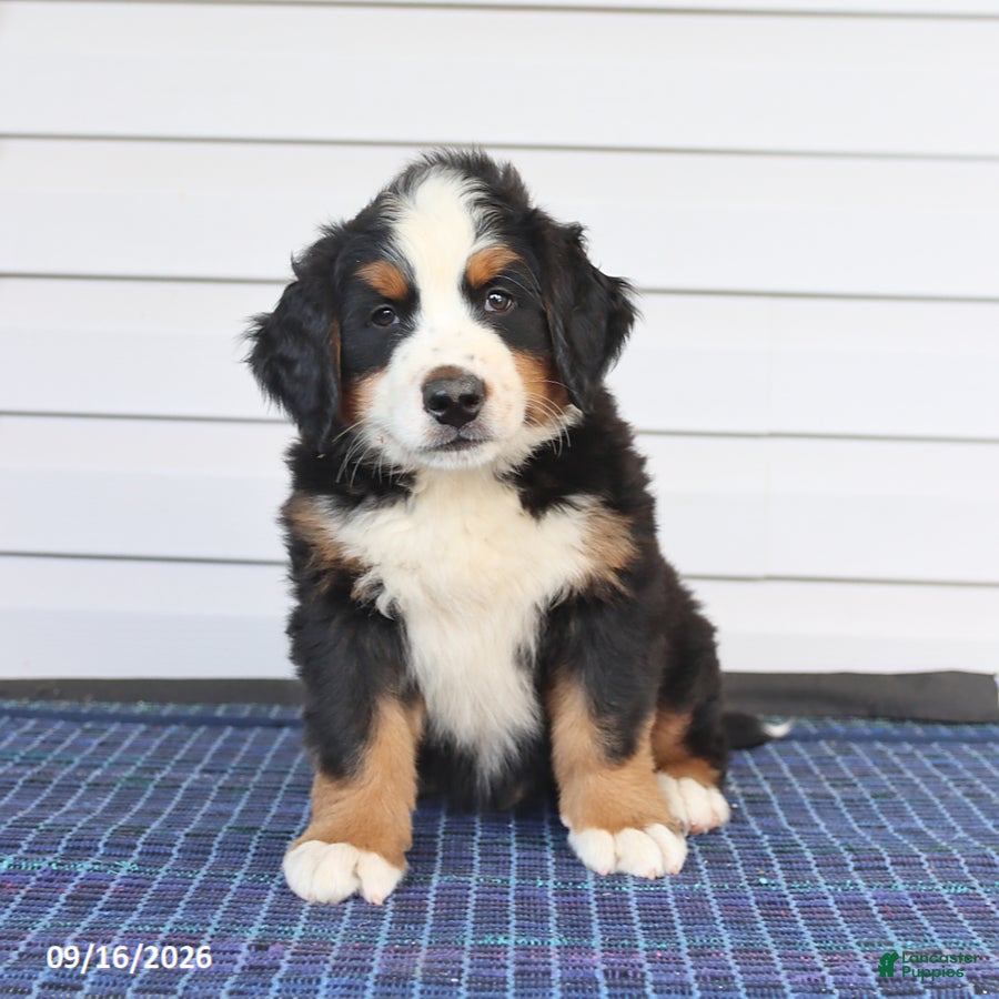 Bernese Mountain Dog dogs for sale: Mister - Ad 1