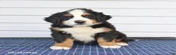 Bernese Mountain Dog dogs for sale: Mister - Ad 1