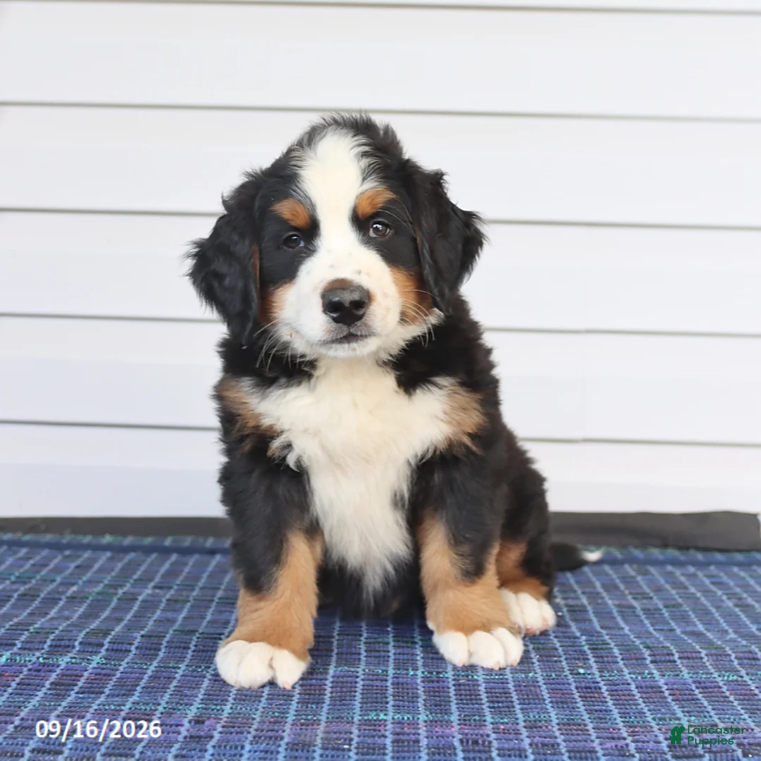 Bernese Mountain Dog dogs for sale: Mister - Ad 1