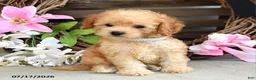 Cavapoo dogs for sale: Mason - Ad 1