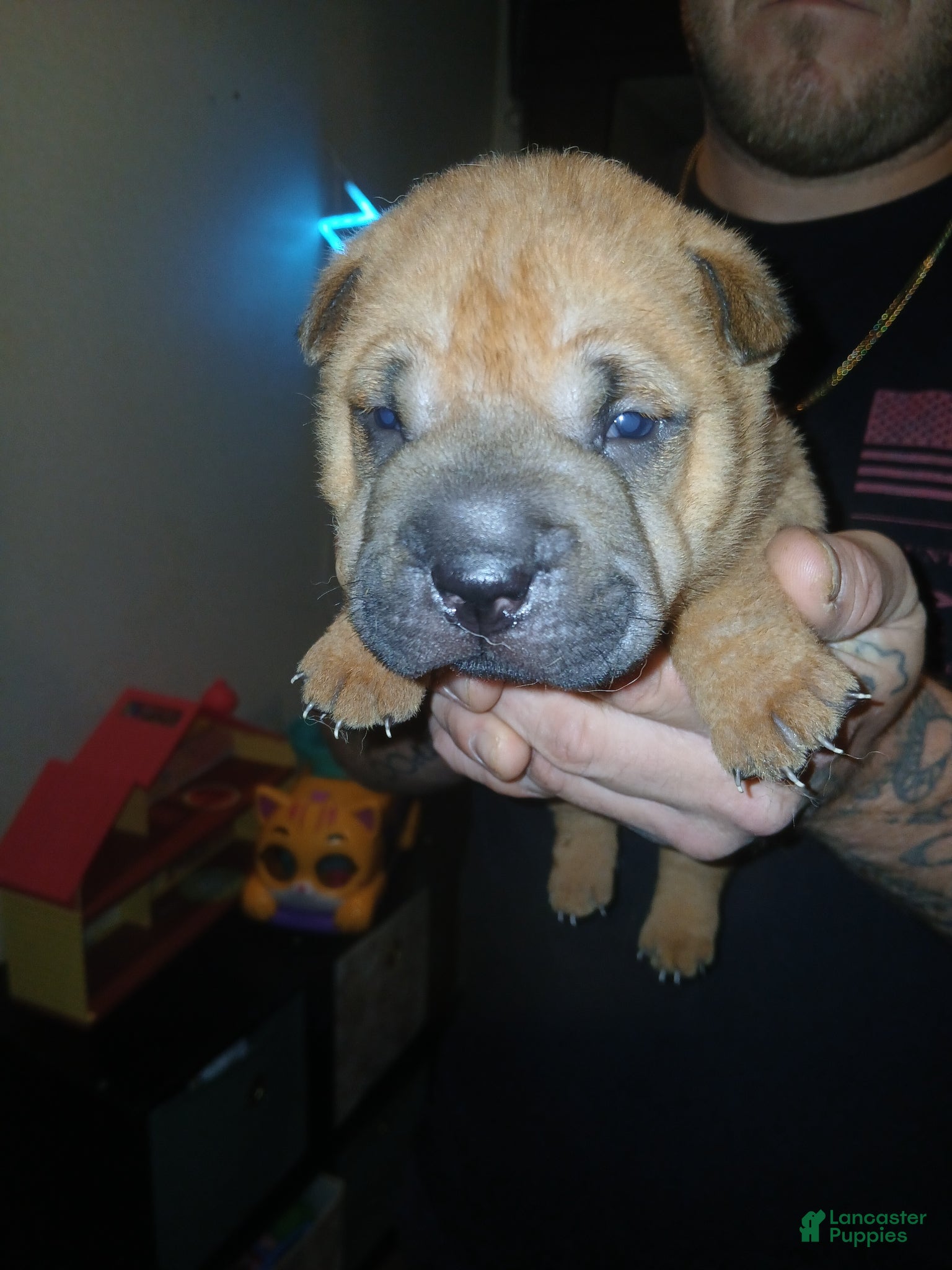 Shar Pei dogs Shar Pei Puppy 3 - Ad 5