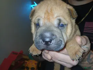 Shar Pei dogs Shar Pei Puppy 3 - Ad 5