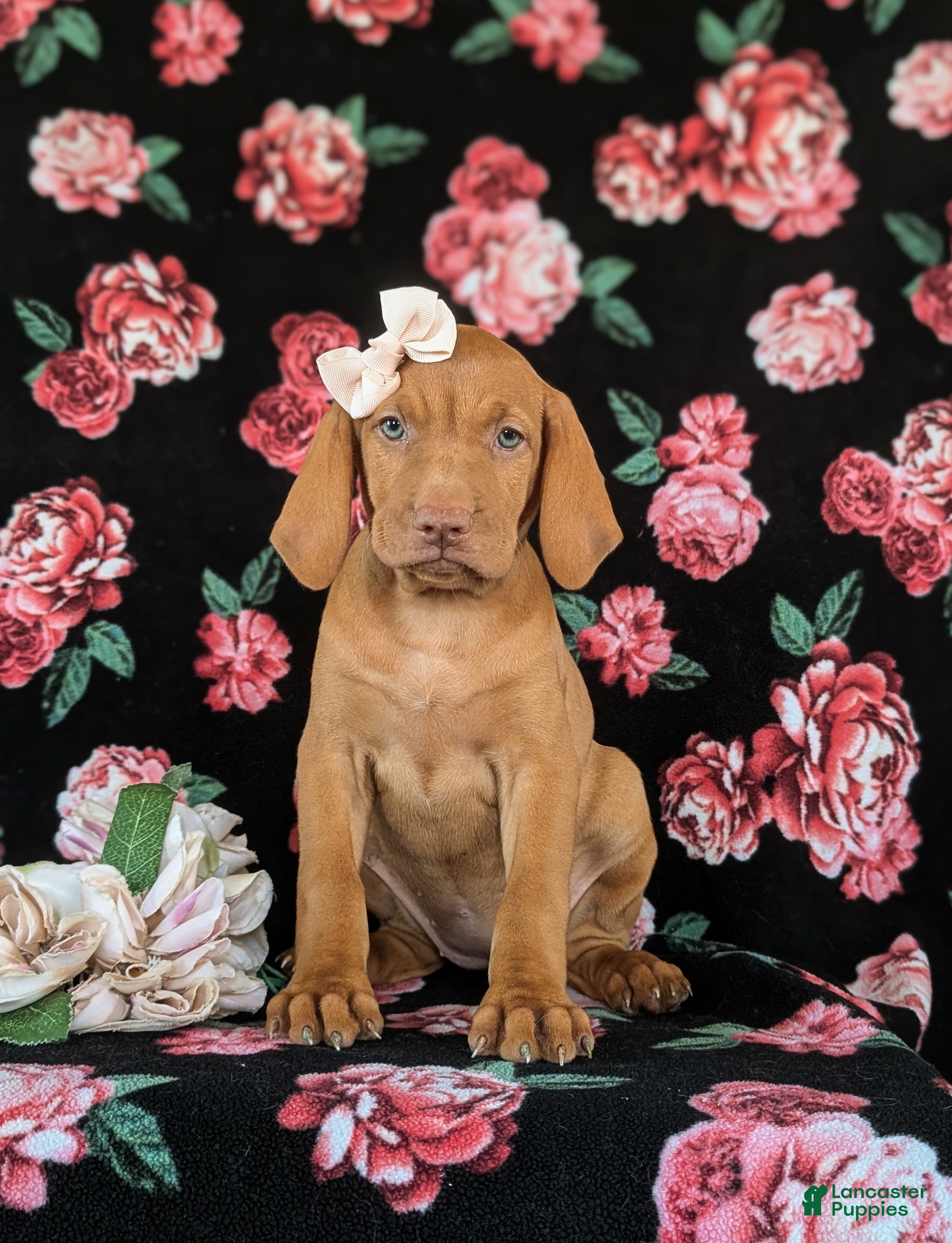 Vizsla dogs Alli - Ad 2