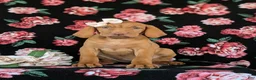 Vizsla dogs for sale: Alli - Ad 2