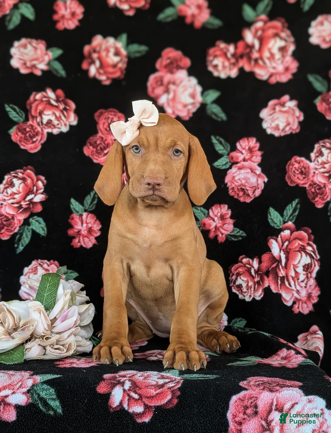 Vizsla dogs for sale: Alli - Ad 2