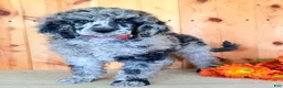 Standard Poodle dogs for sale: Zeek  - Ad 5