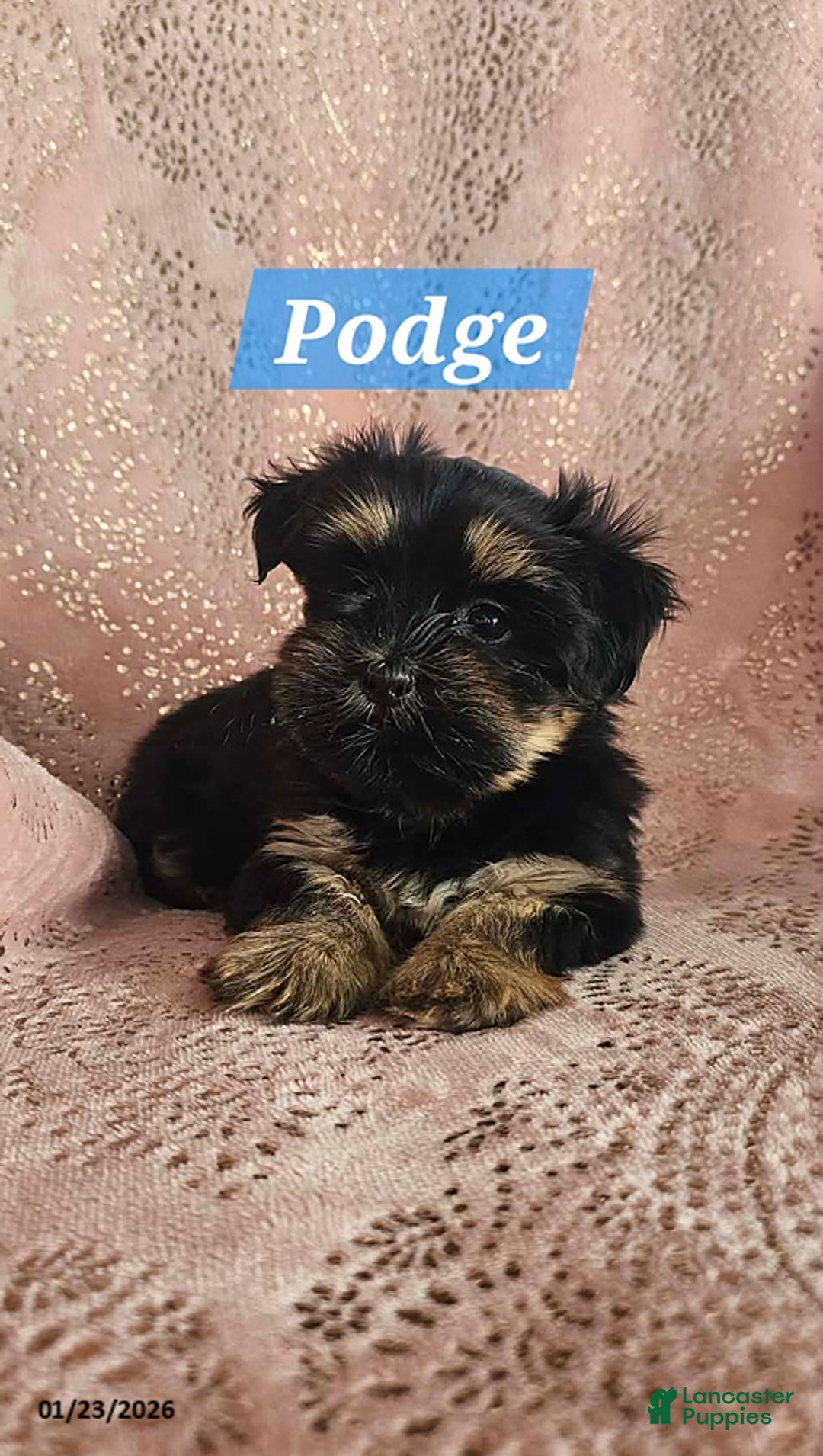 Shorkie dogs for sale: Podge - Ad 4
