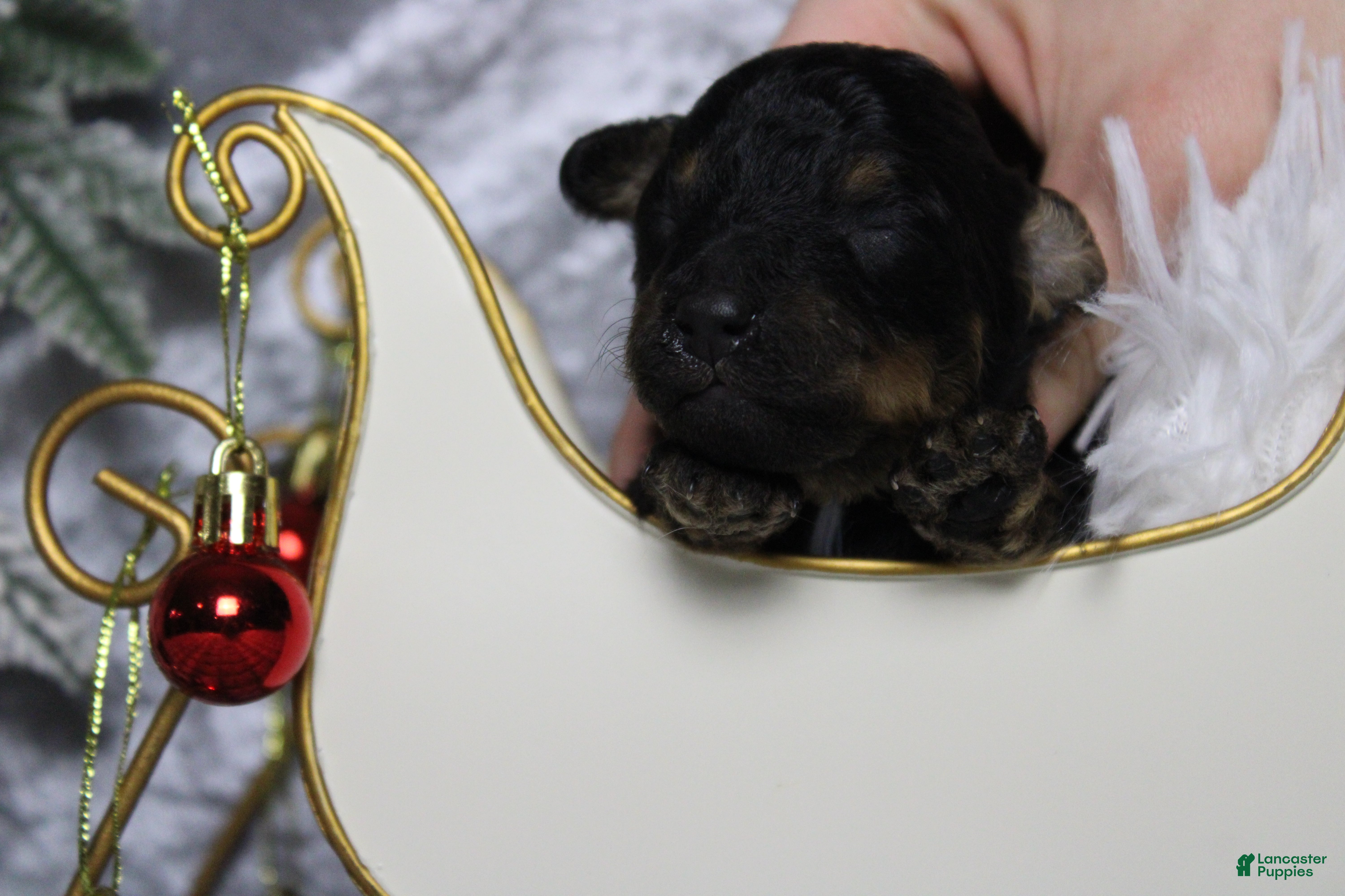 Toy Poodle dogs Jasper  - Ad 39