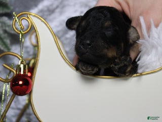 Toy Poodle dogs Jasper - Ad 11