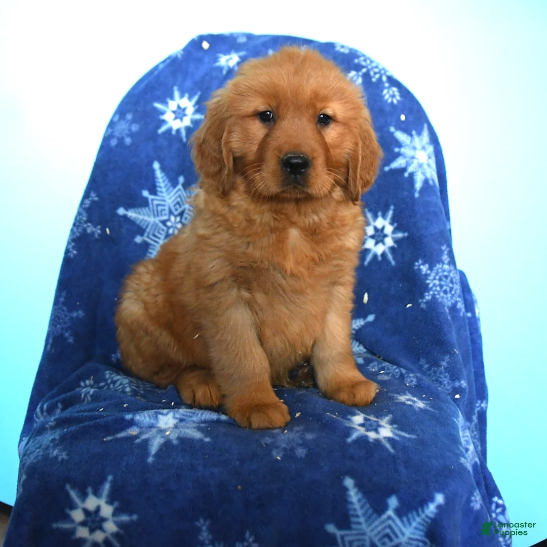 Golden Retriever dogs for sale: Wren - Ad 1