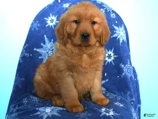 Golden Retriever dogs for sale: Wren - Ad 4
