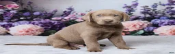 Labrador Retriever dogs for sale: Jackson - Ad 4