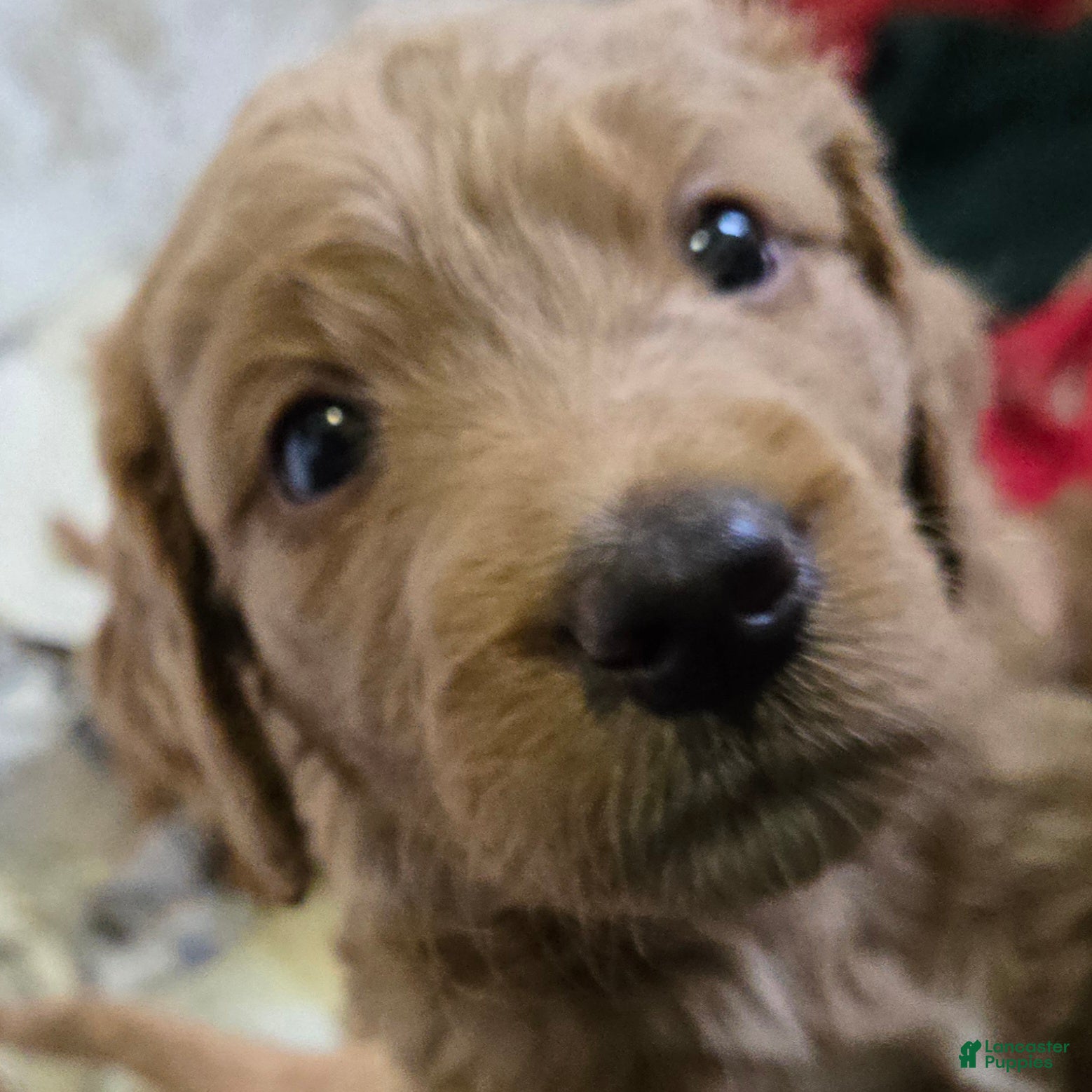 Goldendoodle dogs Goldendoodle Puppy 7 - Ad 1