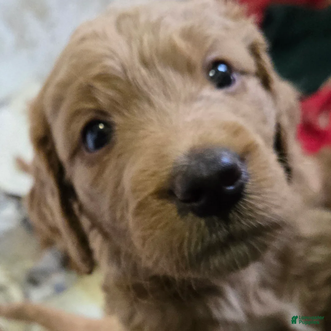 Goldendoodle dogs for sale: Goldendoodle Puppy 7 - Ad 1