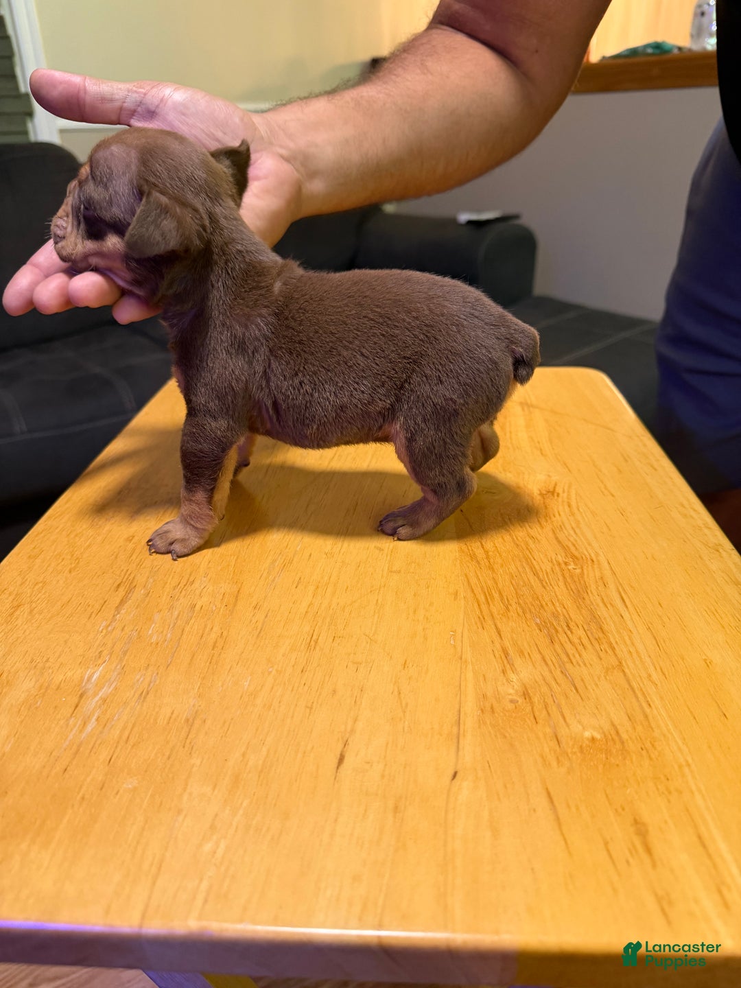 English Bulldog dogs for sale: Aries  - Ad 6