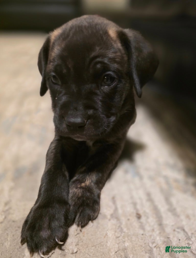 Mixed Breed dogs for sale: Mixed Breed 3 - Ad 40