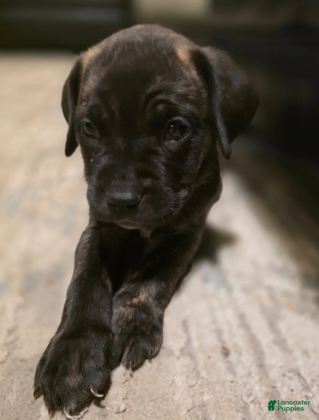 Mixed Breed dogs for sale: Mixed Breed 3 - Ad 1