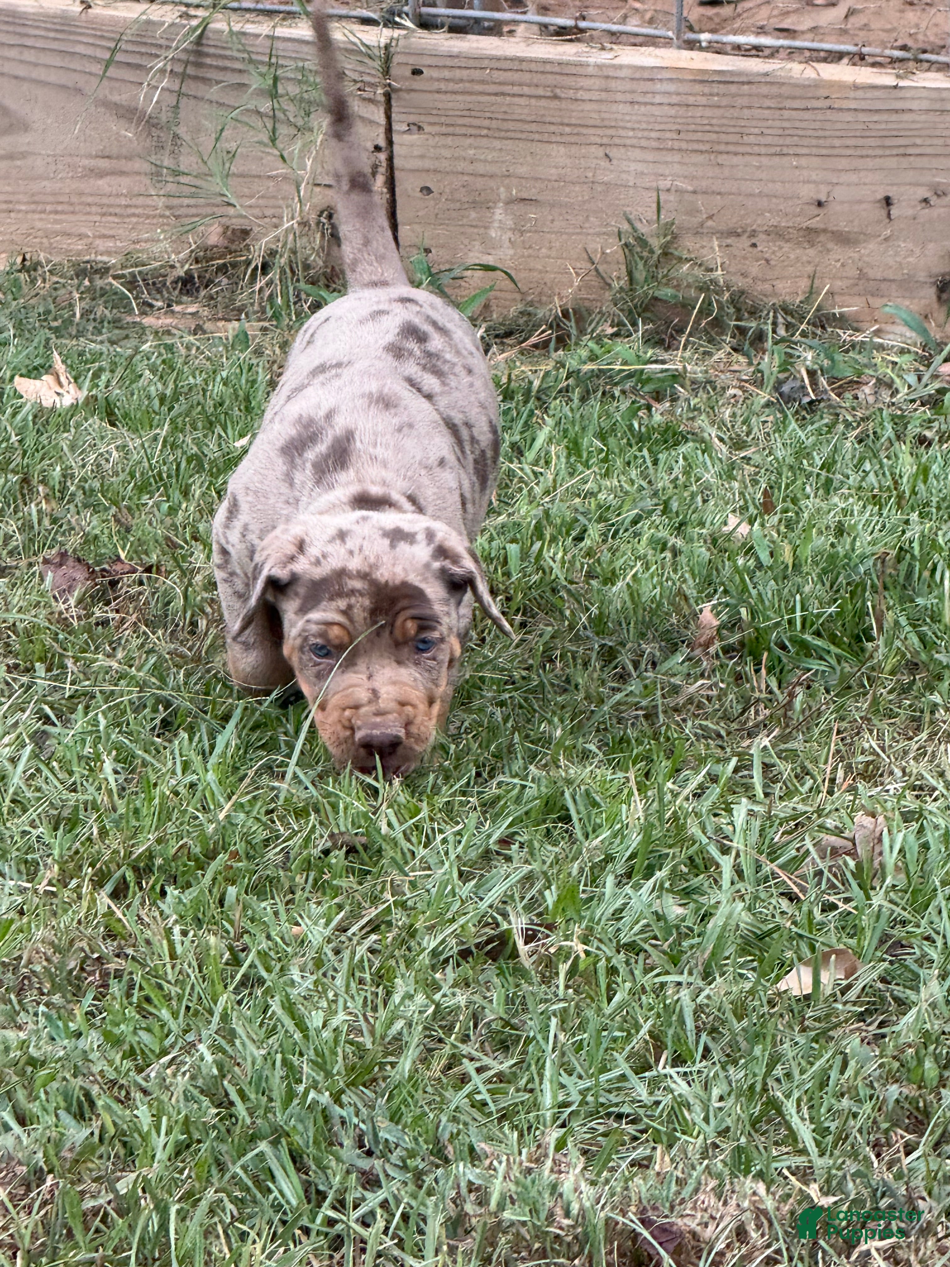 Catahoula Leopard Dog dogs for sale: Smith aka Gator - Ad 2