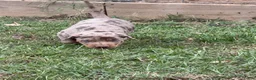Catahoula Leopard Dog dogs for sale: Smith aka Gator - Ad 2