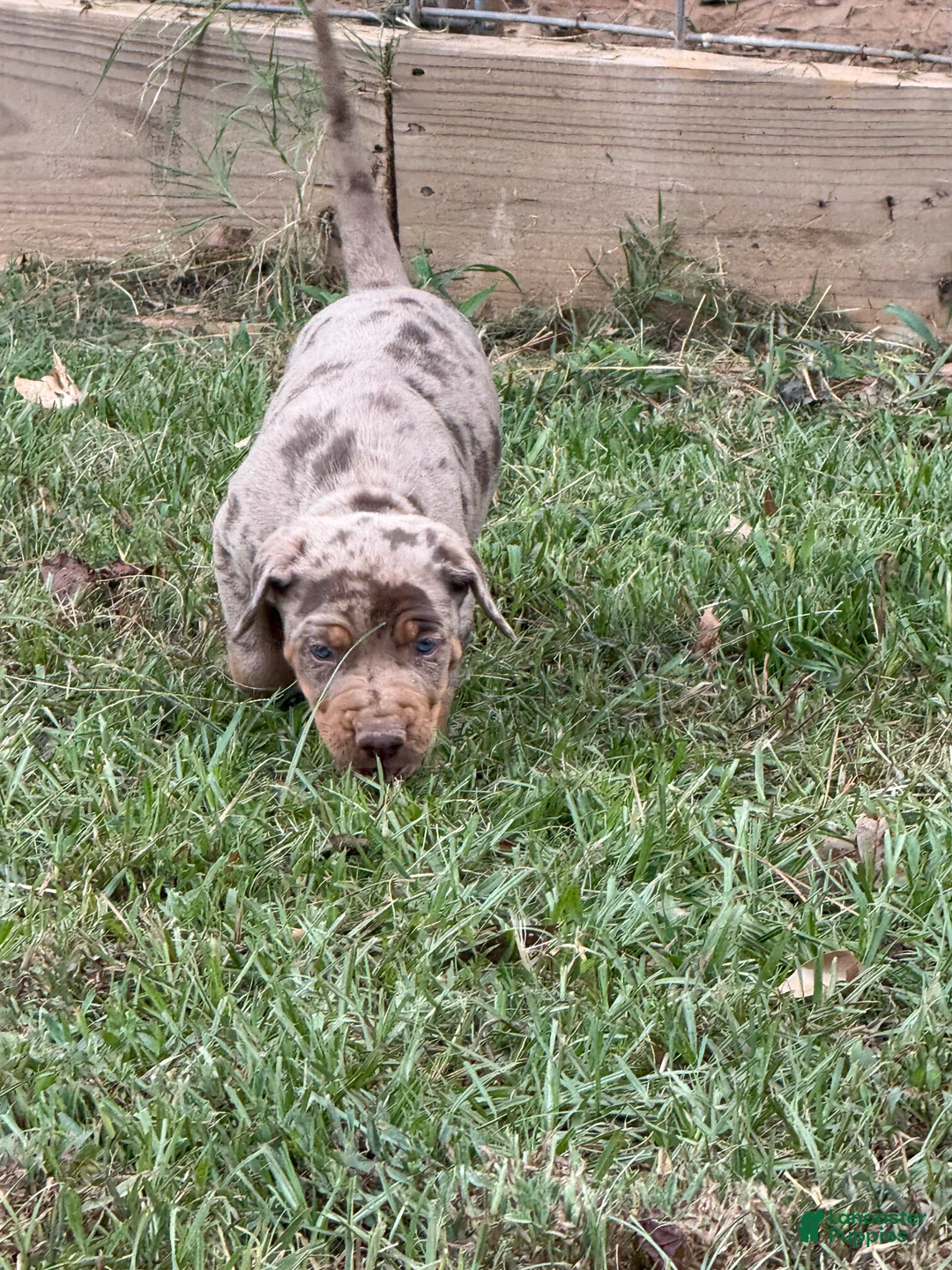 Catahoula Leopard Dog dogs for sale: Smith aka Gator - Ad 2