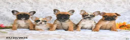 Frenchton dogs for sale: Destiny - Ad 3