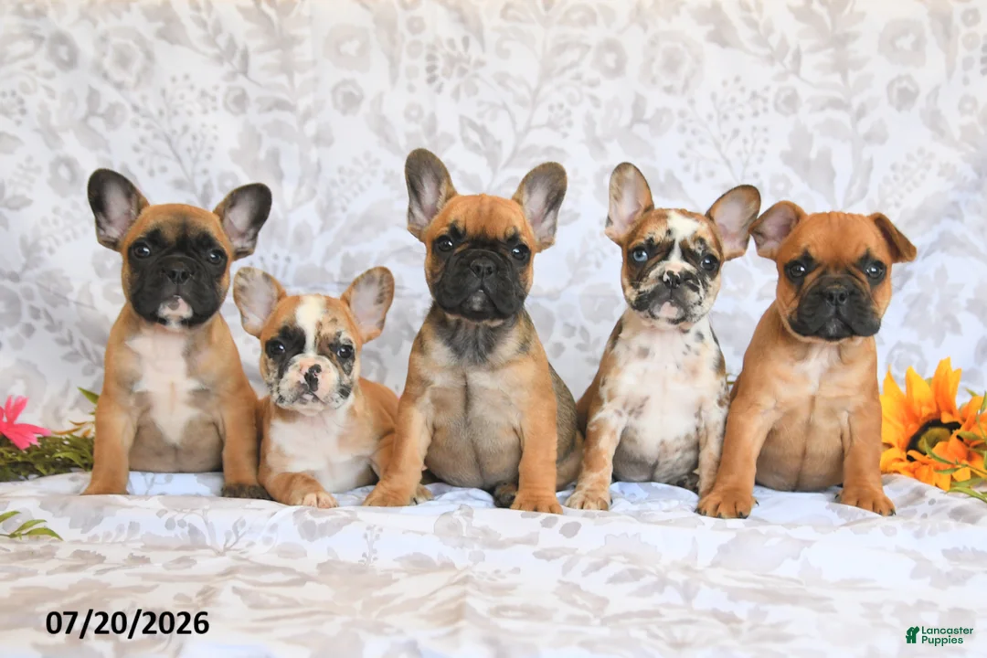 Frenchton dogs for sale: Destiny - Ad 3