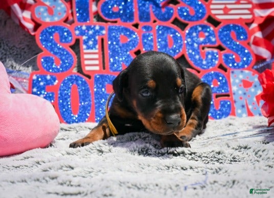 Doberman Pinscher dogs Girl 3 - Ad 1