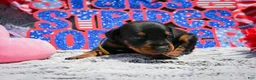 Doberman Pinscher dogs for sale: Girl 3 - Ad 1