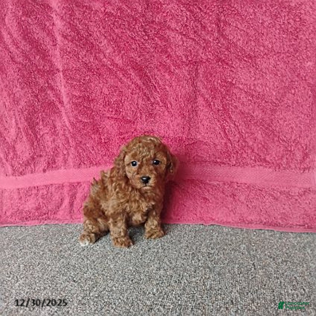 Toy Poodle dogs for sale: Cupcake - Ad 2