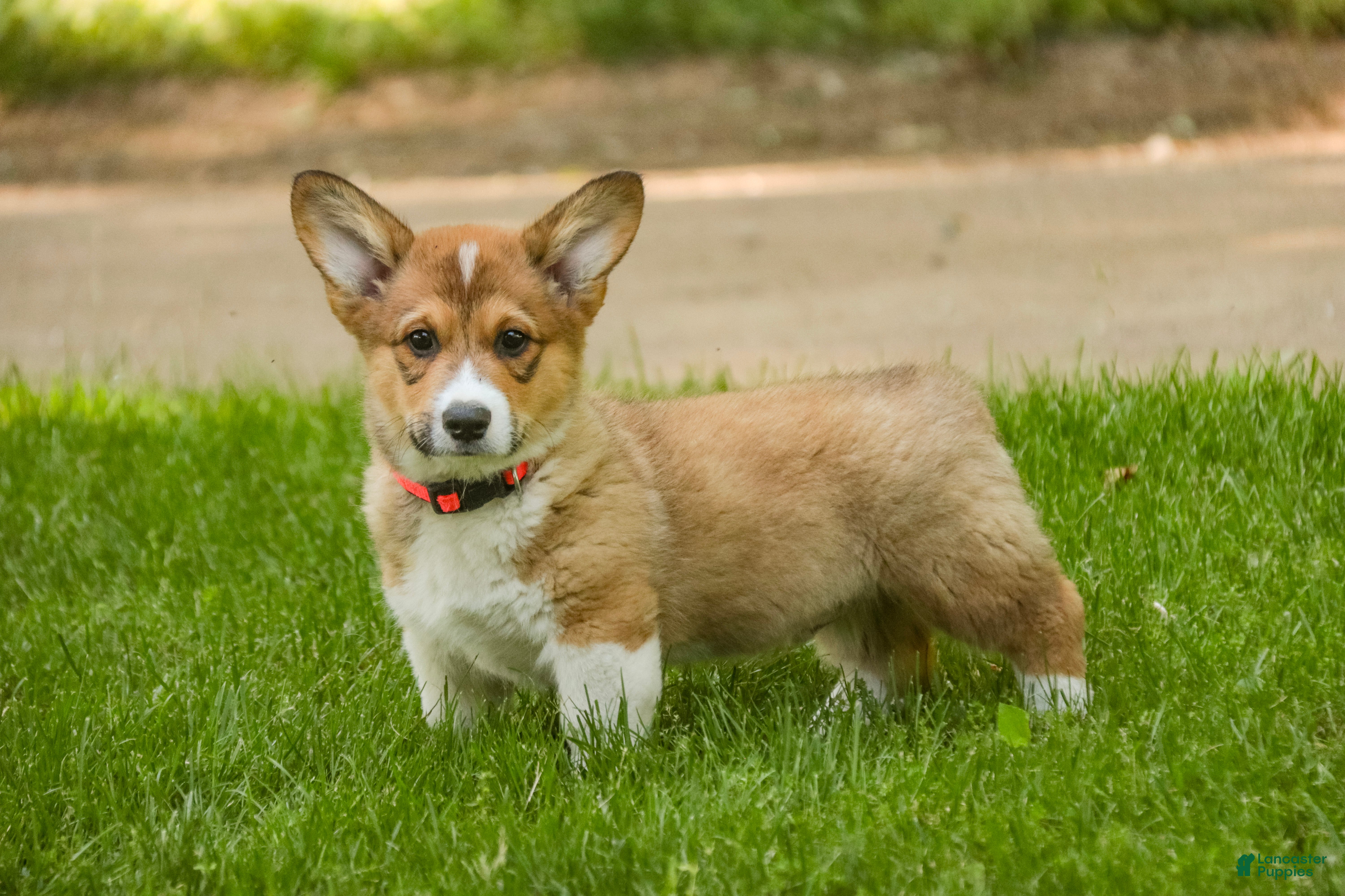 Welsh Corgi Pembroke dogs Gene - Ad 1