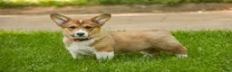 Welsh Corgi Pembroke dogs for sale: Gene - Ad 1