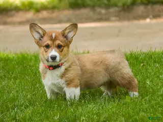 Welsh Corgi Pembroke dogs for sale: Gene - Ad 2