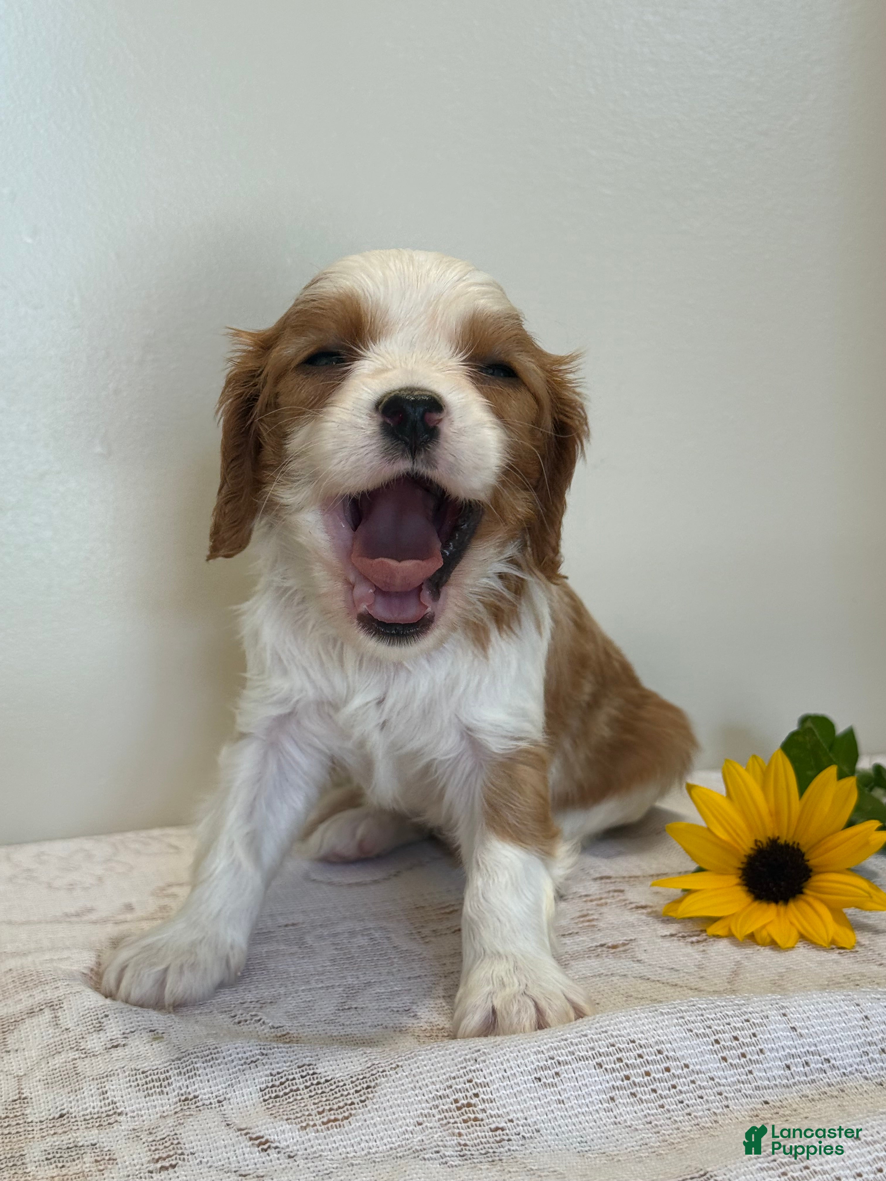 Cavalier King Charles Spaniel dogs Loyal Cavalier King Charles Spaniel  - Ad 1