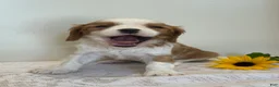 Cavalier King Charles Spaniel dogs for sale: Loyal Cavalier King Charles Spaniel  - Ad 1