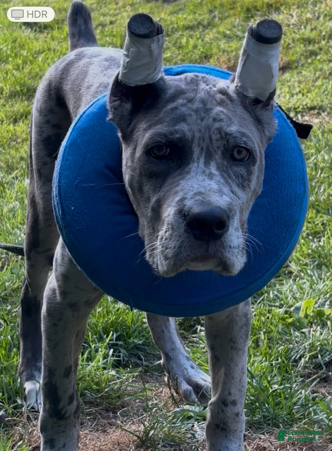 Daniff dogs for sale: Daniff Puppy 1 - Ad 2