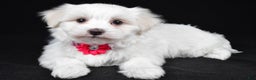Maltese dogs for sale: Amy - Ad 2
