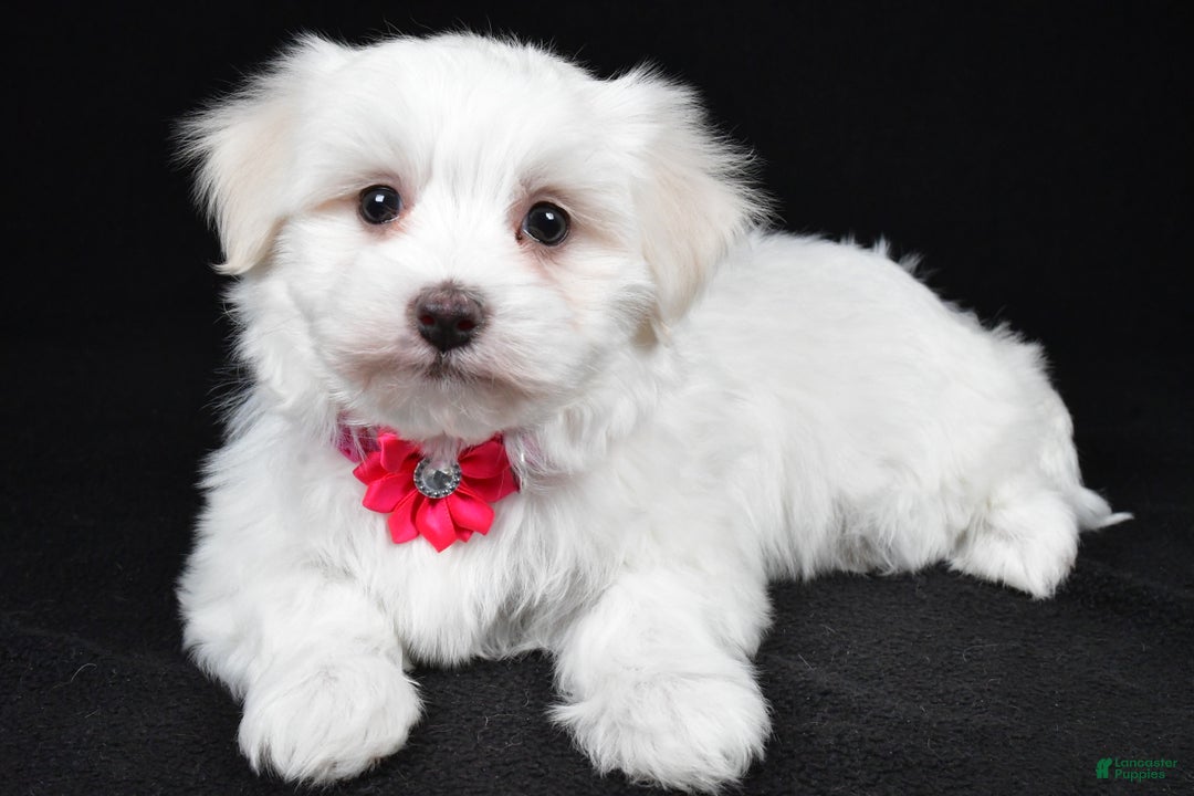 Maltese dogs for sale: Amy - Ad 2