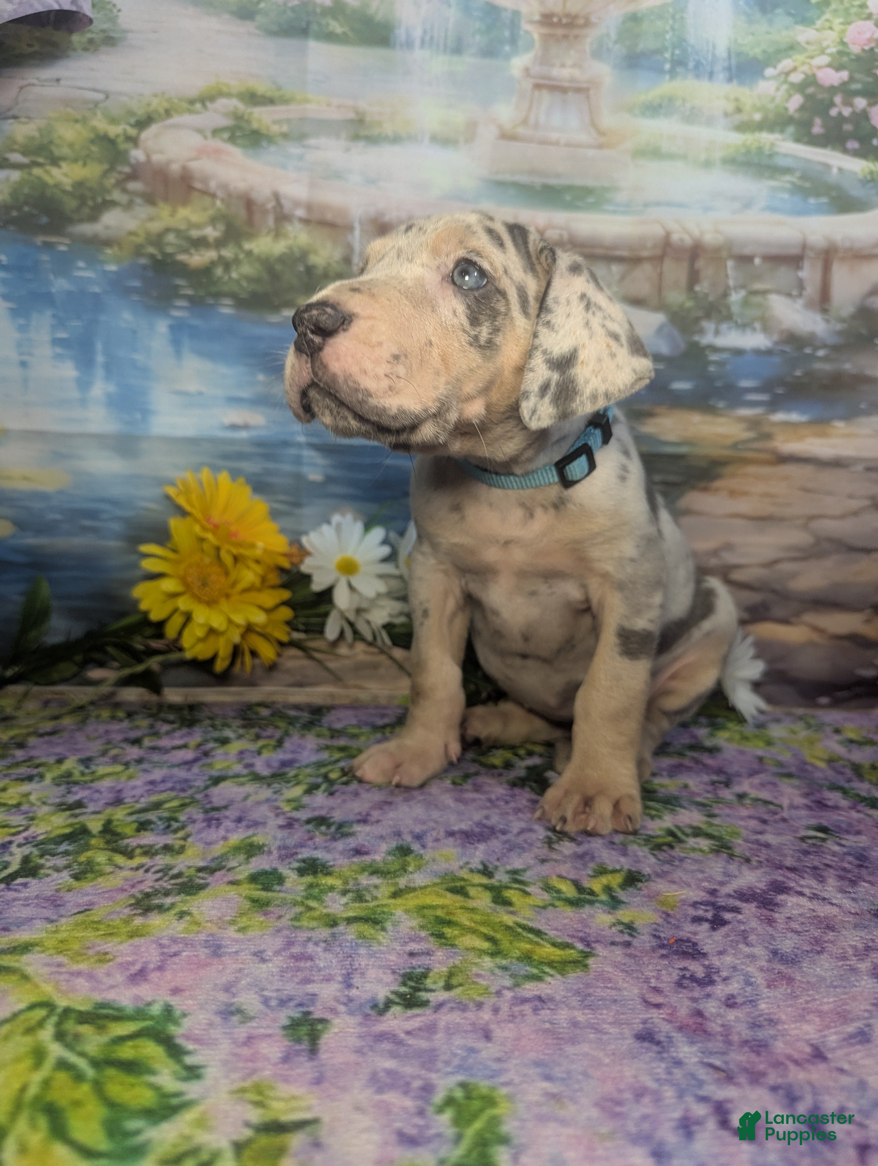 Great Dane dogs Jasmine Blue Merle Tan Point Female  - Ad 1