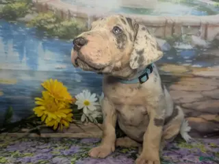 Great Dane dogs for sale: Jasmine Blue Merle Tan Point Female - Ad 1