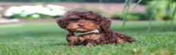 Cockapoo dogs for sale: Seth - Ad 6