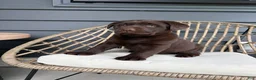 Labrador Retriever dogs for sale: Stella - Ad 5
