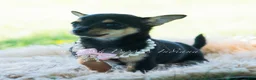 Chihuahua dogs for sale: Permedia - Ad 8