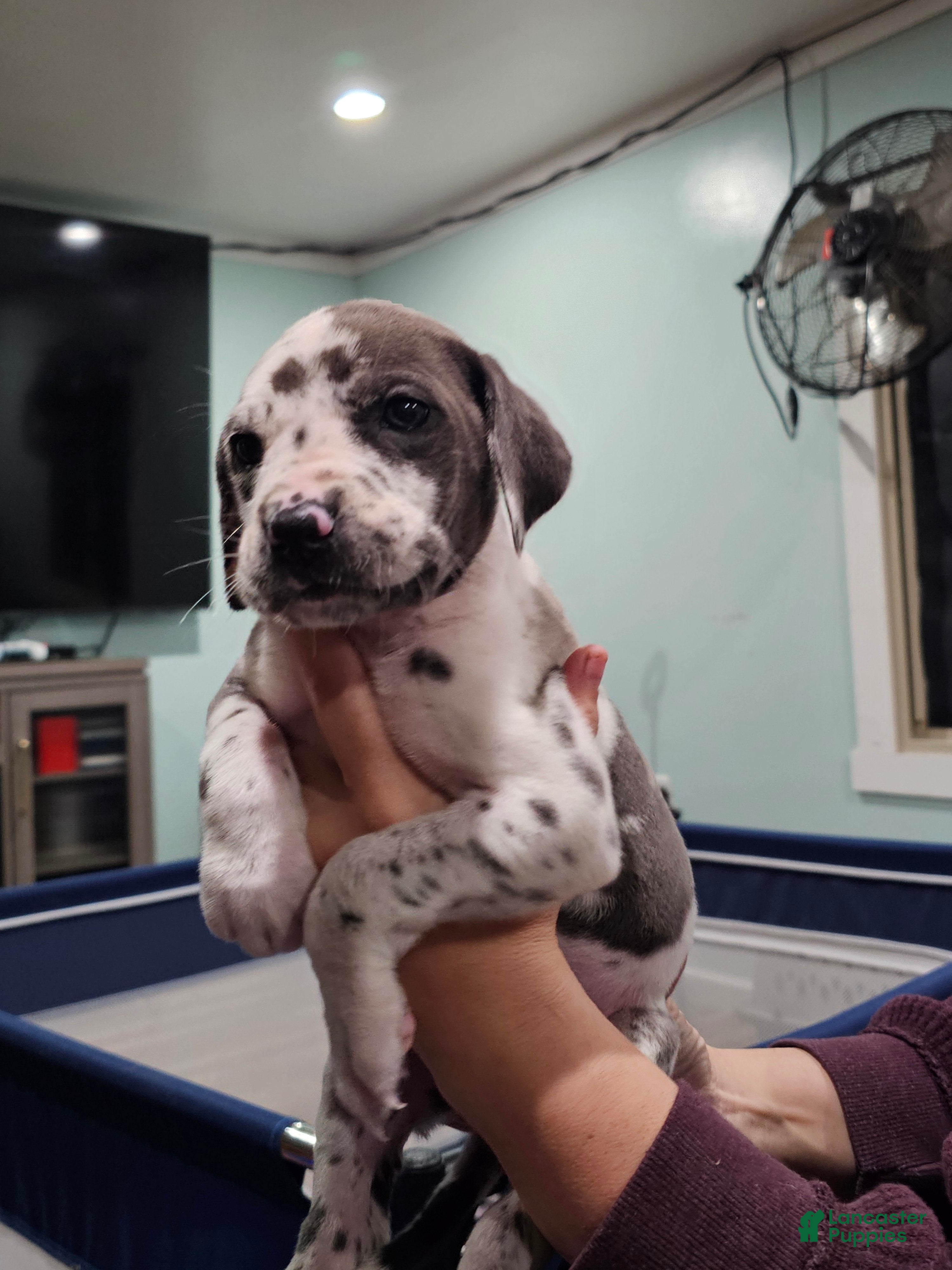 Great Dane dogs Blue Harlequin - Ad 2