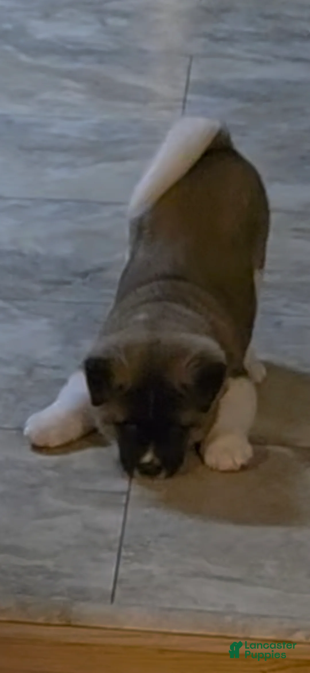 Akita dogs for sale: AKC Chance - Ad 3