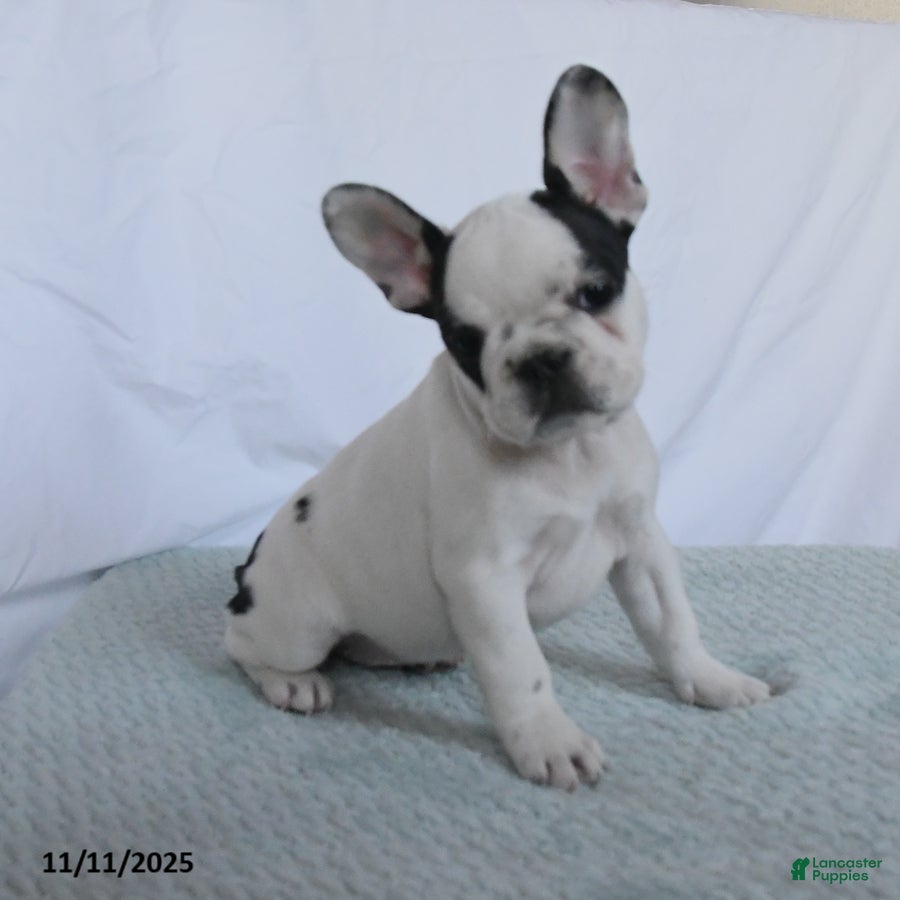 French Bulldog dogs Nora - Ad 42