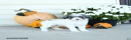 Mini Goldendoodle dogs for sale: Italy - Ad 4