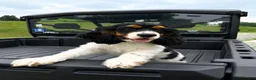 Cocker Spaniel dogs for sale: Emmett - Ad 6